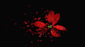 Download Flower petals falling 3D concepts  Beautiful Red blossoms flower falling petals on spring season with shape of the heart Simple of love footage Spring season flowers for free