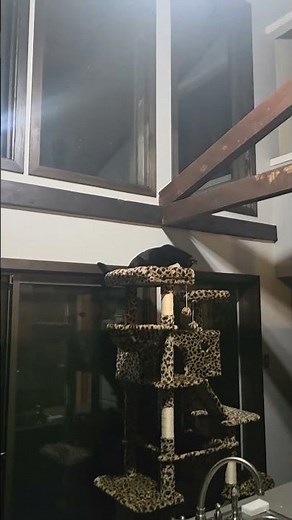 Kiko Jumping from the window sill #shorts #like #pets