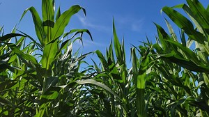 Corn School: The consequences of uneven corn