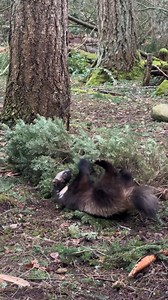 13K views · 1.3K reactions | Wolverines Rainier and Ahma are enjoying rolling around and scent-marking their recycled tree for enrichment.  Brother-and-sister wolverines Rainier and Ahma were both born at Northwest Trek from different litters. Now they’re back home and together again, getting along famously in a newly expanded habitat. : Keeper Miranda | Northwest Trek Wildlife Park | Facebook