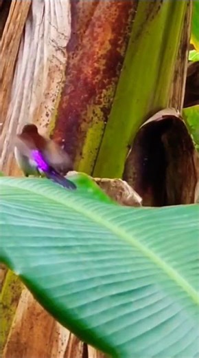 ridurani informative video purple rampered sunbird sparrow colourful beautiful sparrow #rida #birds