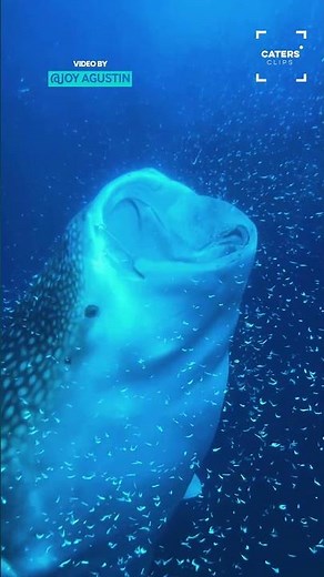 How A Whale Shark Feeds 🤯