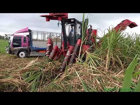 HOW SUGARCANE HARVESTED BY MACHINE IN THE PHILIPPINES