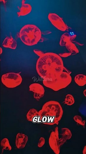Mesmerizing Jellyfish in 4K | Stunning Ocean Life Footage 🌊✨ #wildora #facts