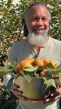 Harvesting More Fuyu Persimmons 🍊 | Sweet Fall Bounty from My Mom’s Tree #homegrown #shorts