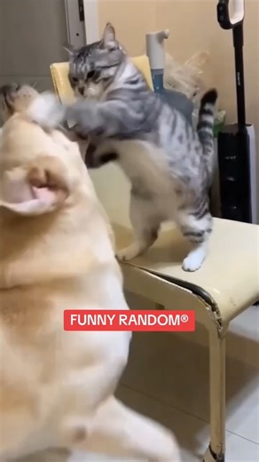 Funny cat and dog fight #funny #cat #animals