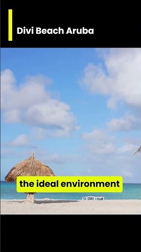 Divi Beach Aruba - 🌅 Welcome the Day at Divi Beach, Aruba 🏖️💫 Awaken to the enchanting beauty of Div