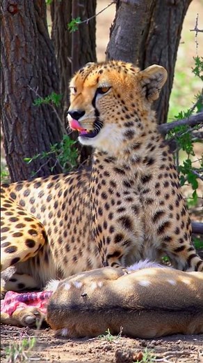 "Cheetah Hunting Deer – Epic Chase in Forest