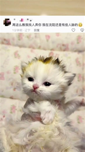 Teach a Tricolor Kitten to Bark: The Cutest Babbling Baby Cat