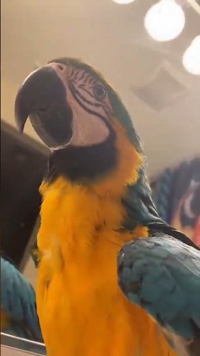 @macaw.parrots.for8: Beautiful, vibrant Macaw parrots available for adoption!..., #birds, #parrot