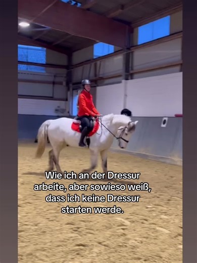 Dressur Training: Meine Erfahrungen und Erkenntnisse