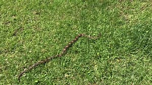 What kind of Snake is this? I was out walking and almost stepped on this colorful Snake!! Talk about a Snake in the grass!! Watch video in HD and tell me what you think. | Steve Spell II