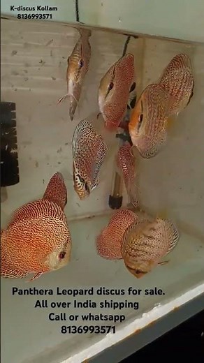 discus fish for sale at reasonable prices
