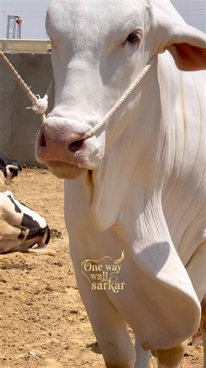 gulabi nukhra|| maweshi mandi #cow #animals #cattlefarm