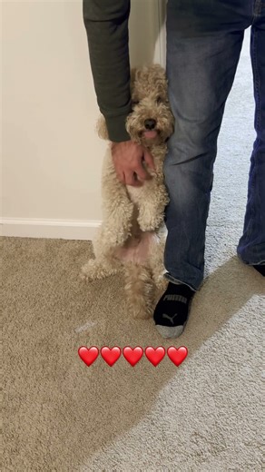 Standing dog #cockapoo #cutedog