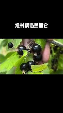 黑加仑又名黑醋栗，今儿个总算见到活的了.. #纽村韩莓没