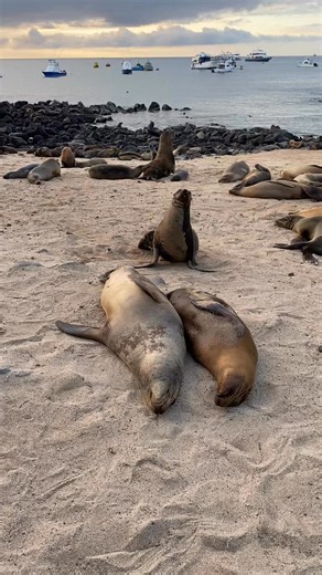 9.7K views · 410 reactions | Galápagos, el turismo responsable nos permite convivir con la naturaleza y la comunidad local, disfrutando de momentos inolvidables como un lindo atardecer en el malecón de Puerto Baquerizo Moreno✈️ date un escapadita  Visita #Galápagos y experimenta la magia de las islas Encantadas☀️. https://www.radioencantadagalapagos.com/?m=1 | Radio Encantada Galápagos | Facebook
