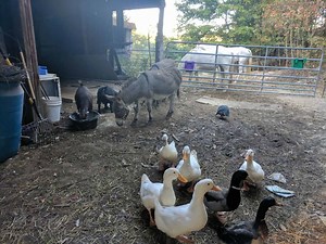 Worming Livestock - The Most Effective Methods by Species