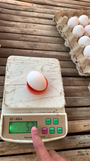 Timbang sa Itlog: Small, Medium, Large, XL, Jumbo