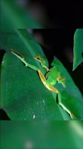 The flying frog's tree climb