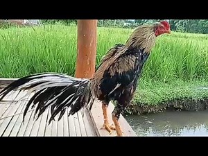 Ayam Birkok / Birma Bangkok || ‪@manekchicken‬