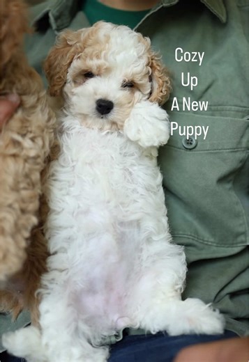 COZY = Cavapoochon puppies 🥰🥰 12-17 lbs full grown, allergy friendly, great with pets and kids, the perfect mini puppy You don’t want to miss these two girls! DM for info Cavapoochon puppies are the very best small breed pup. They’re happy, stable, trainable and live long, healthy lives. Cavapoochon puppies are very similar to the better known Cavapoo, but they tend to be healthier and more trainable than their cousins. Cavachons, like ours, are wonderful, but adding that poodle into the mix b