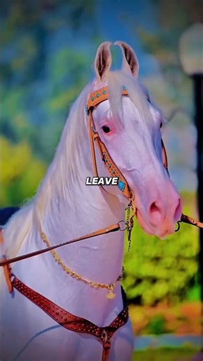 3 Most Dangerous Horse Breeds That Can Kill #horses #dangerous #animals