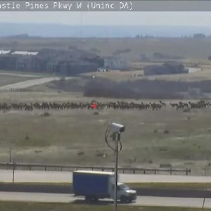 A CDOT camera captured this large herd of elk gathered near I-25 and Castle Pines Parkway this morning, clearly ignoring health officials' physical distance guidelines 😉 | Denver7