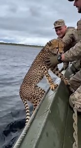 Amazing military men saved this cheetah in the flood The videos are made using Ai for your entertainment! | Chris And Jasmin