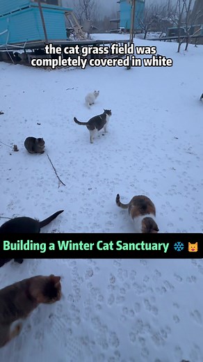 Building a Winter Cat Sanctuary for Stray Cats