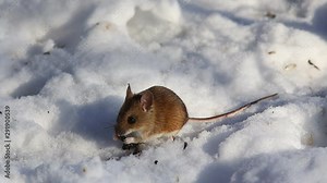 Striped field mouse (Apodemus agrarius) drags sunflower seeds in the hole