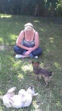 Chihuahua attacked by Hawk and carried away.