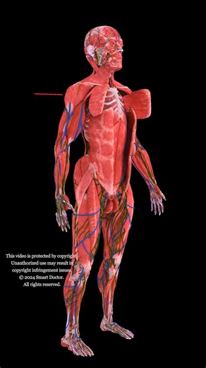 Unveil Your Body's Secrets | Best Anatomy Video ✨🫀 . . . . . . . . . . . . . The human heart is a vital organ that pumps blood throughout the body, supplying oxygen and nutrients while removing carbon dioxide and waste products. Here are some key points about the human heart: Anatomy: The heart has four chambers: two upper atria and two lower ventricles. The right side pumps deoxygenated blood to the lungs, while the left side pumps oxygenated blood to the rest of the body. Valves: There are fo