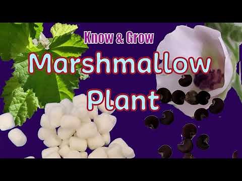 Marshmallow Plant- A Medicinal Plant & A Delicious Desert | Health Benefits & Growing Mallow Plant
