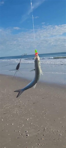 Catching bluefish runts at south Cocoa Beach, tight lines!