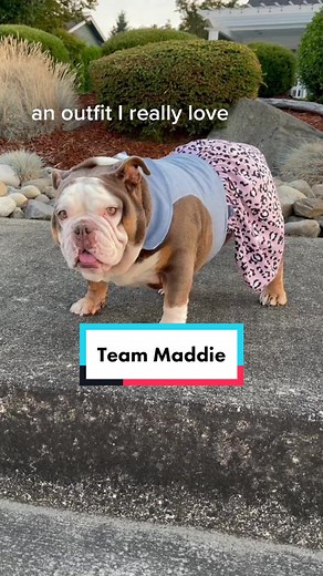 Maddie Bulldog Soft TikTok Video Compilation