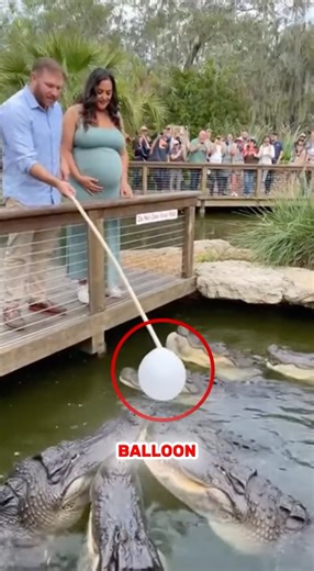 🐊🎈 Alligator Gender Reveal?! Pink Explosion! 💗😂