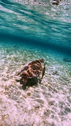 Diving into the deep blue #UnderWater #OceanVibes #UnderWaterAdventure #OceanLife #UnderWaterExploration #DiveIn #OceanMysteries #UnderWaterMagic #UnderWaterWorld #DeepBlue #UnderWaterLife #OceanLovers #SeaLife #BeneathTheWaves #OceanTales #UnderwaterCreatures #DiveDeep #UnderWaterJourney #OceanDreams #UnderWaterVibes #UnderwaterPhotography #DiveInDeep #UnderwaterWorlds #OceanWonderland #MarineLife #UnderwaterEscape #UnderWaterAdventureTime #UnderwaterWonders #DivingLife #OceanExplorer #SilentWo