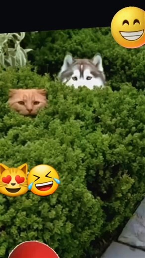 Hilarious Comedy Skit That Will Make You Laugh Out Loud