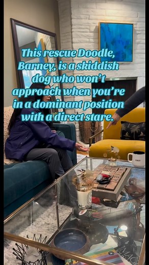 #rescuedog #fearfuldog #labradoodle #dogbehavior #dogtraining #dogbehaviormodification #mixedbreed #certifieddogtrainer #dogtrainingtips #dogs #certifieddogbehaviorconsultant #dogtrainer | Mander's Best Friends, Sally Kemper, CDBC, CCPDT KA | Facebook