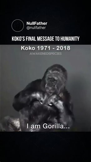 Koko the Gorilla | A Circulating Clip Often Shared as Her Final Message #KokoTheGorilla #SaveEarth
