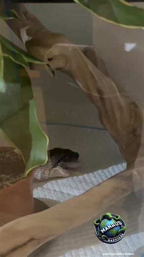 The Madagascar tree boa (Sanzinia madagascariensis) mainly eats rodents, small mammals, and birds in the wild. After eating, the Madagascar tree boa usually clings to a comfortable branch and rests, remaining still while the food is digested, which can take several days. It does not hunt or move much, using its energy to process the food, and often seeks a warmer spot to aid digestion. It is important not to disturb it, as stress or handling can cause vomiting, which can be dangerous. #Madagasca