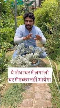 Plant this at home and mosquitoes won't come; it grows easily in a pot #Lavender #Mosquito_plant