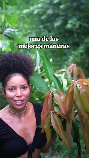 Few people know about the benefits of mango leaves.