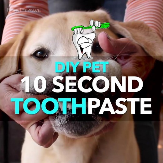 DIY ToothPaste for Pets