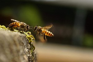 The Hidden Language of Bees Inside Their Colonies