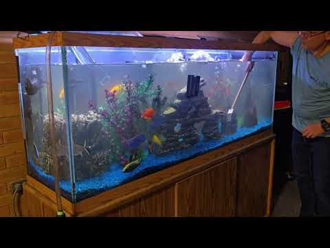 School Aquarium Gets 8 New Fish!