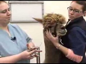 Removing Fighting Teeth in Alpacas and Camelids