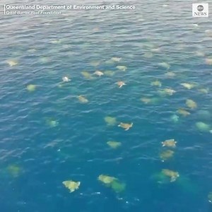 146K views · 7.2K reactions | TURTLE CENTRAL: Drone footage captures thousands of sea turtles nesting near Australia's Great Barrier Reef. (via ABC) | 4 News Now | Facebook