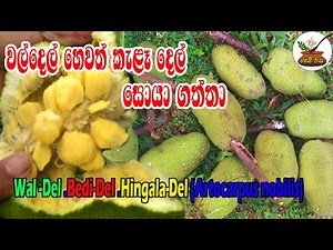 පුදුම ගේමක් දීලා වල් දෙල් කැඩුවා Wal Del. Bedi Del. Hingala Del.Kala Del [Artocarpus Nobilis]